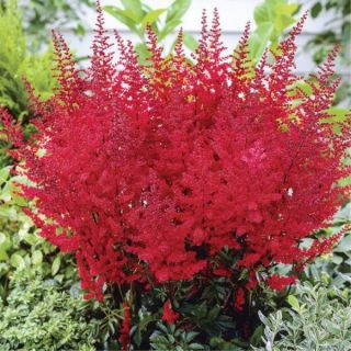 Fanal Astilbe Thumbnail